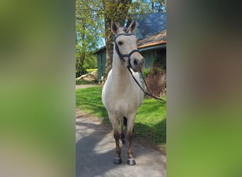 Caballo del fiordo noruego (Fjord), Yegua, 7 años, 141 cm, Bayo