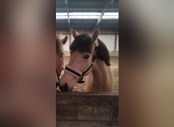 Caballo del fiordo noruego (Fjord) Mestizo, Yegua, 8 años, 147 cm, Bayo