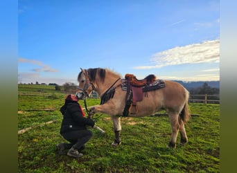 Caballo del fiordo noruego (Fjord), Yegua, 8 años, 149 cm, Bayo