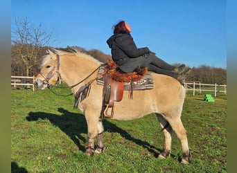 Caballo del fiordo noruego (Fjord), Yegua, 8 años, 149 cm