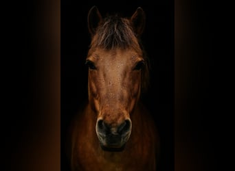 Caballo del fiordo noruego (Fjord), Yegua, 8 años, 150 cm, Bayo