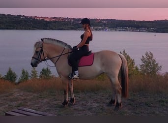 Caballo del fiordo noruego (Fjord), Yegua, 8 años, 151 cm, Bayo