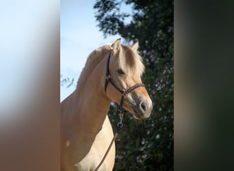 Caballo del fiordo noruego (Fjord), Yegua, 9 años, 140 cm, Bayo