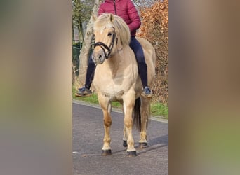 Caballo del fiordo noruego (Fjord), Yegua, 9 años, 140 cm, Bayo