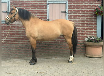 Caballo del fiordo noruego (Fjord), Yegua, 9 años, 154 cm, Castaño claro