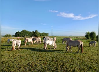 Caballo del fiordo noruego (Fjord), Yegua, Potro (05/2025), 146 cm, Bayo