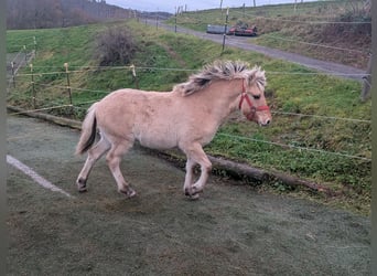 Caballo del fiordo noruego (Fjord), Yegua, Potro (05/2025), 150 cm, Bayo