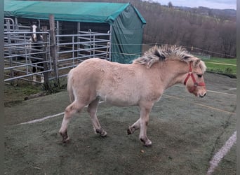 Caballo del fiordo noruego (Fjord), Yegua, Potro (05/2025), 150 cm, Bayo