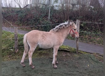 Caballo del fiordo noruego (Fjord), Yegua, Potro (05/2025), 150 cm, Bayo