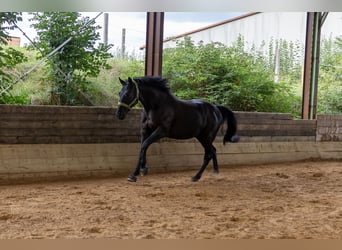 Caballo deportivo polaco, Caballo castrado, 10 años, 166 cm, Morcillo