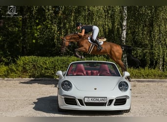Caballo deportivo polaco, Caballo castrado, 10 años, 167 cm, Castaño