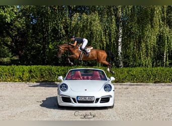 Caballo deportivo polaco, Caballo castrado, 10 años, 167 cm, Castaño