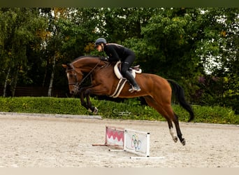 Caballo deportivo polaco, Caballo castrado, 10 años, 167 cm, Castaño