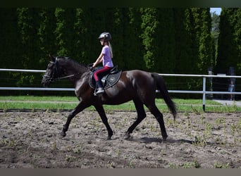 Caballo deportivo polaco, Caballo castrado, 10 años, 167 cm, Negro