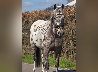Caballo deportivo polaco, Caballo castrado, 10 años, 168 cm, Atigrado/Moteado
