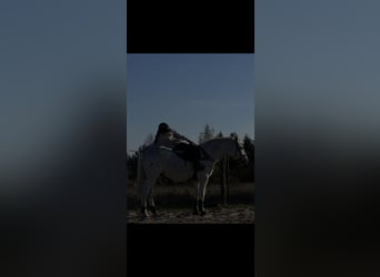 Caballo deportivo polaco, Caballo castrado, 10 años, 178 cm, Tordo picazo