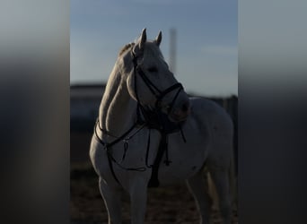 Caballo deportivo polaco, Caballo castrado, 10 años, 180 cm, Tordo picazo