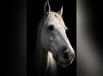 Caballo deportivo polaco, Caballo castrado, 10 años, 185 cm, Atigrado/Moteado