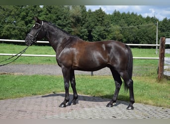 Caballo deportivo polaco, Caballo castrado, 11 años, 167 cm, Negro