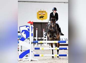 Caballo deportivo polaco, Caballo castrado, 11 años, 170 cm, Castaño oscuro