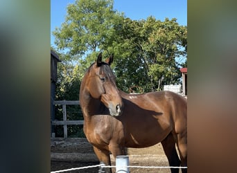 Caballo deportivo polaco, Caballo castrado, 12 años, 165 cm, Castaño