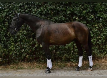 Caballo deportivo polaco, Caballo castrado, 12 años, 165 cm, Negro