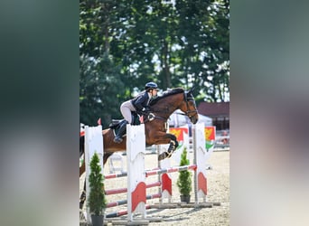 Caballo deportivo polaco, Caballo castrado, 12 años, 167 cm, Castaño rojizo