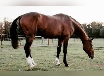 Caballo deportivo polaco, Caballo castrado, 12 años, 172 cm, Castaño