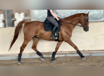 Caballo deportivo polaco, Caballo castrado, 12 años, 175 cm, Alazán