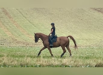 Caballo deportivo polaco, Caballo castrado, 12 años, 175 cm, Alazán