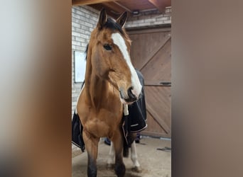 Caballo deportivo polaco, Caballo castrado, 12 años, 180 cm, Castaño