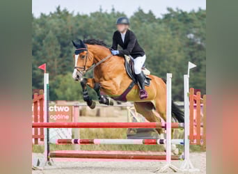 Caballo deportivo polaco, Caballo castrado, 12 años, 180 cm, Castaño