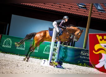 Caballo deportivo polaco, Caballo castrado, 13 años, 167 cm, Castaño