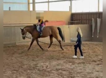 Caballo deportivo polaco, Caballo castrado, 13 años, 168 cm, Castaño