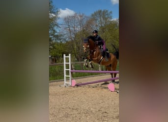 Caballo deportivo polaco, Caballo castrado, 13 años, 168 cm, Castaño