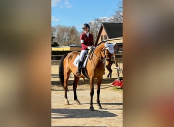 Caballo deportivo polaco, Caballo castrado, 13 años, 168 cm, Castaño