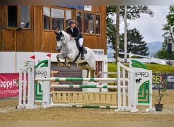 Caballo deportivo polaco, Caballo castrado, 14 años, 168 cm, Tordo rodado