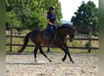 Caballo deportivo polaco, Caballo castrado, 15 años, 160 cm, Castaño
