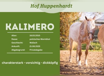 Caballo deportivo polaco, Caballo castrado, 16 años, 157 cm, Ruano alazán