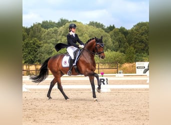 Caballo deportivo polaco, Caballo castrado, 16 años, 162 cm, Castaño