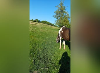 Caballo deportivo polaco, Caballo castrado, 16 años, 164 cm, Pío