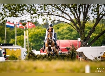 Caballo deportivo polaco, Caballo castrado, 16 años, 165 cm, Alazán