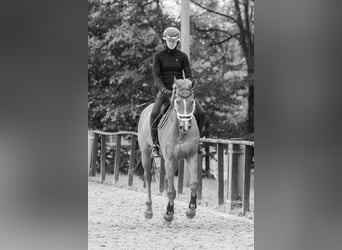 Caballo deportivo polaco, Caballo castrado, 16 años, 165 cm, Alazán