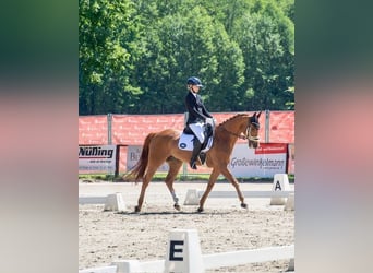 Caballo deportivo polaco, Caballo castrado, 16 años, 165 cm, Alazán