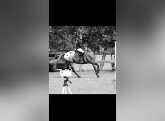 Caballo deportivo polaco, Caballo castrado, 16 años, 178 cm, Atigrado/Moteado
