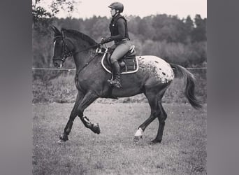 Caballo deportivo polaco, Caballo castrado, 16 años, 178 cm, Atigrado/Moteado