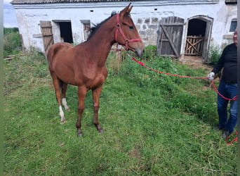 Caballo deportivo polaco, Caballo castrado, 1 año, 155 cm, Castaño claro