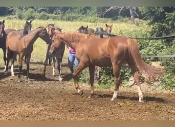 Caballo deportivo polaco, Caballo castrado, 20 años, 163 cm, Alazán