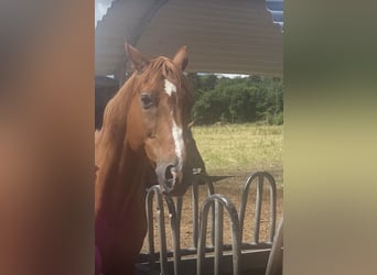 Caballo deportivo polaco, Caballo castrado, 20 años, 163 cm, Alazán