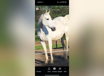 Caballo deportivo polaco, Caballo castrado, 20 años, 164 cm, Tordo